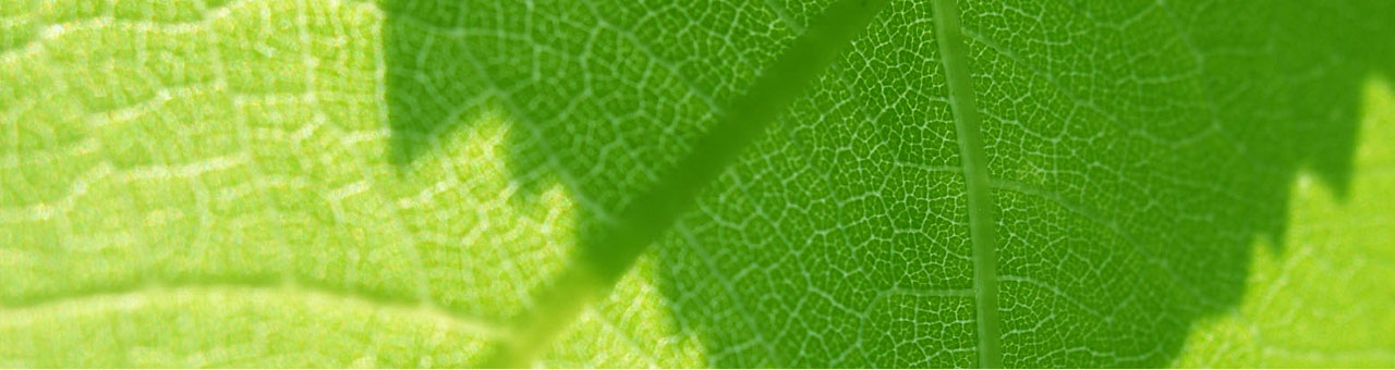 Green Banner